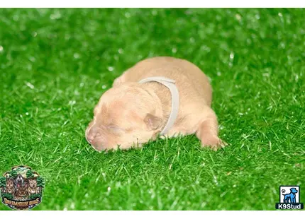 a small brown american bully dog lying in the grass with a gold ring around its neck